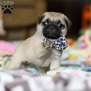Poppy, Pug Puppy